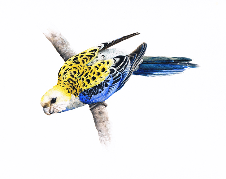 Pale-headed-Rosella_web