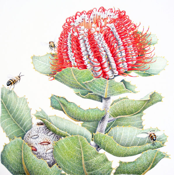 Banksia-coccinea-and-bees-JMatthews-TN