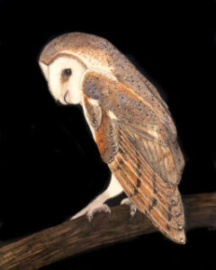 “Oh...Hi there” Eastern Barn Owl- Scratchboard with mixed media